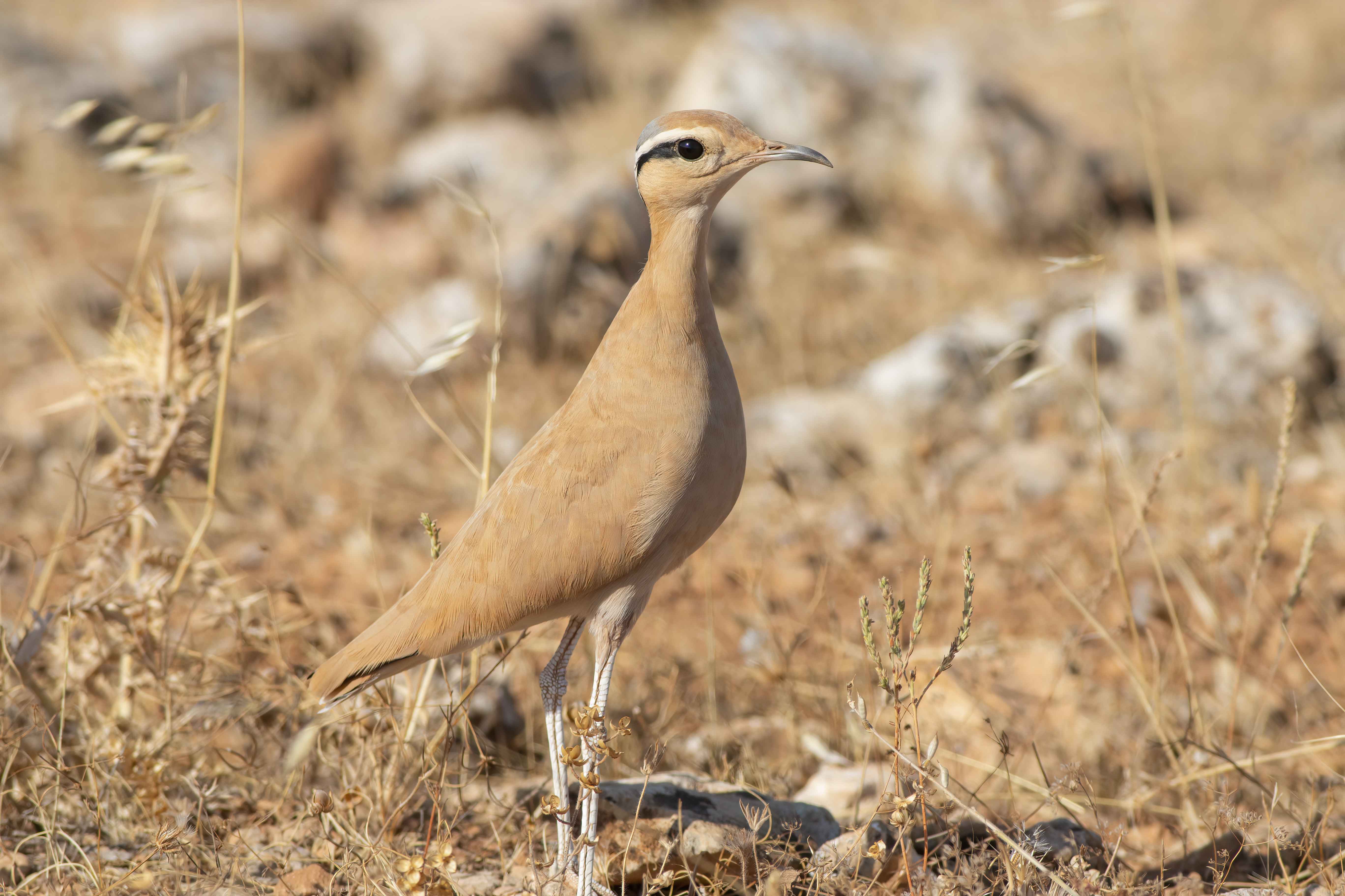 Cream-colored Courser